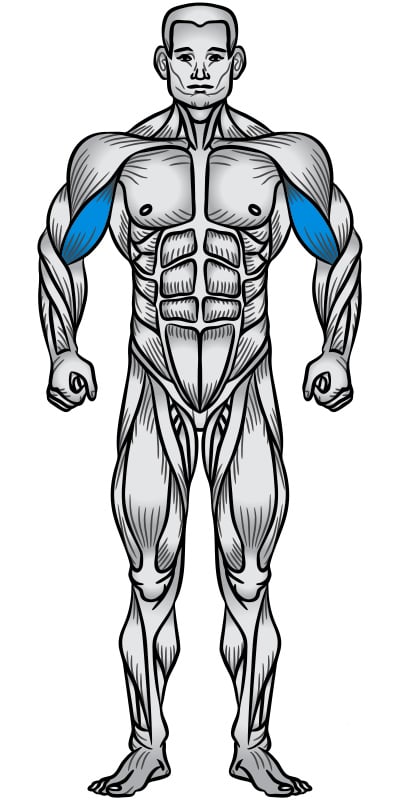 آموزش حرکت بدنسازی جلو بازو متناوب با دمبل Alternating Seated Dumbbell