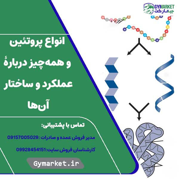 انواع پروتئین و همه‌چیز دربارۀ عملکرد و ساختار آن‌ها